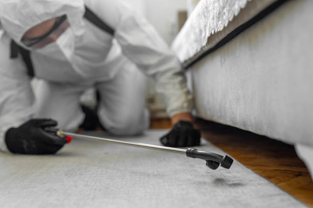 Professional Ant Control technician working in Mountain Lodge Park, NY